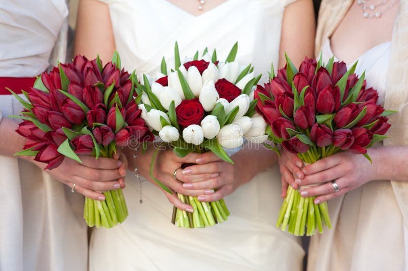 Bride and bridesmaids holding red tulip wedding bouquets. Bride and bridesmaids holding red tulip wedding bouquets