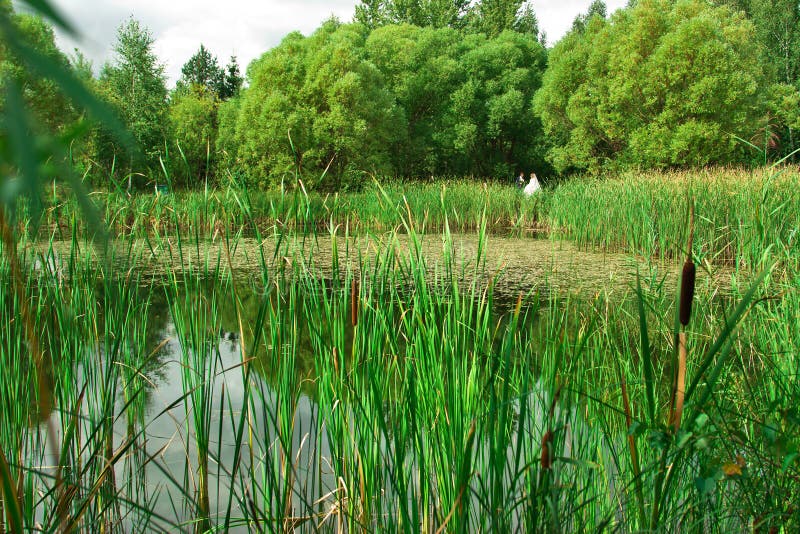The bride and groom near the pond. In the foreground there is a stock photos The bride and groom near the pond. In the foreground there is a stock photos