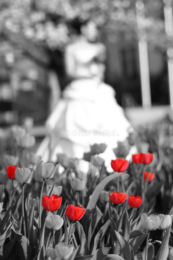 Full body bride standing looking away outside with row of red tulips in foreground. Full body bride standing looking away outside with row of red tulips in foreground