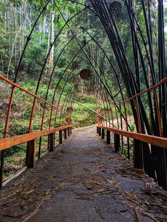 Bamboo Scenery Stock Images Download 9 466 Royalty Free Bamboo Scenery Stock Images Download 9 466 Royalty Free