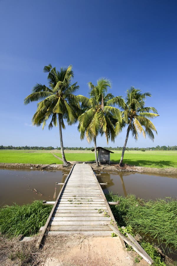 Bridge and coconut trees