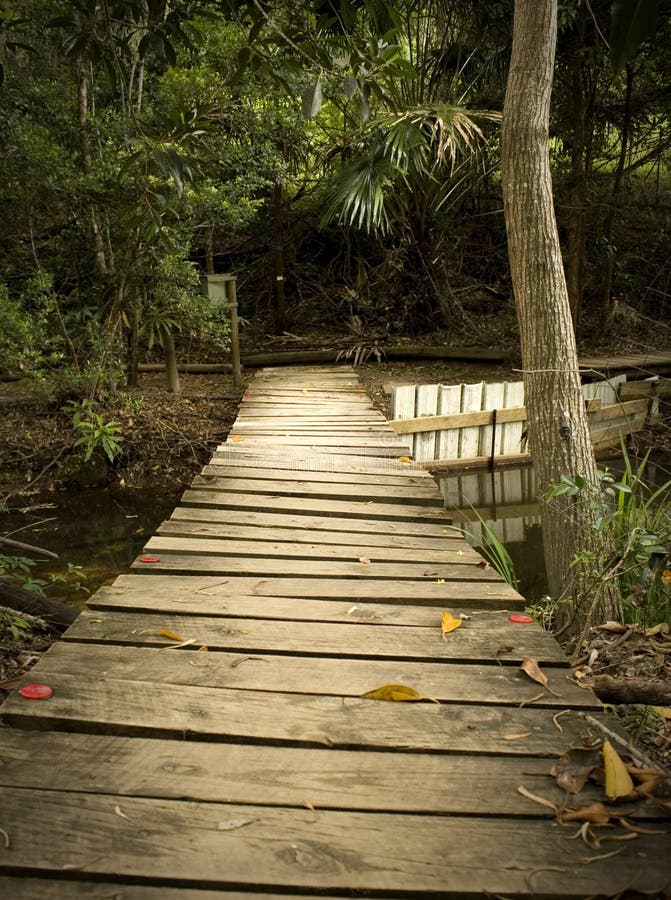 the forest wiki tree bridge