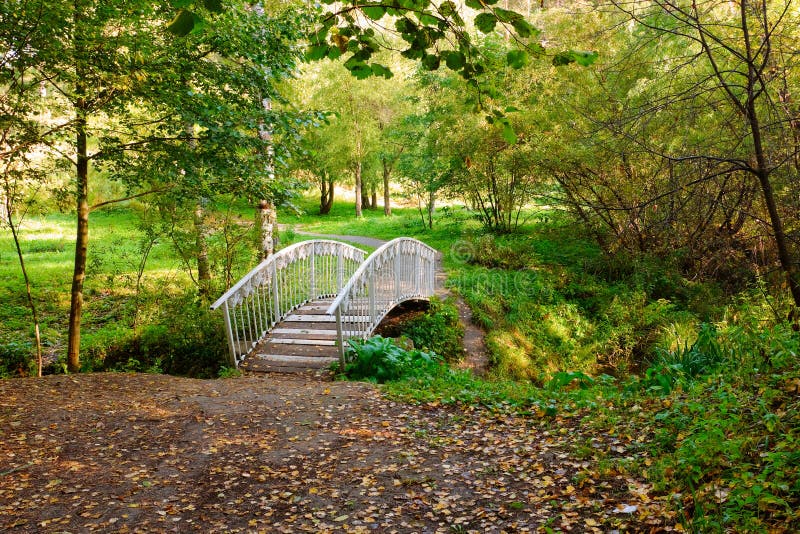 Bridge the forest