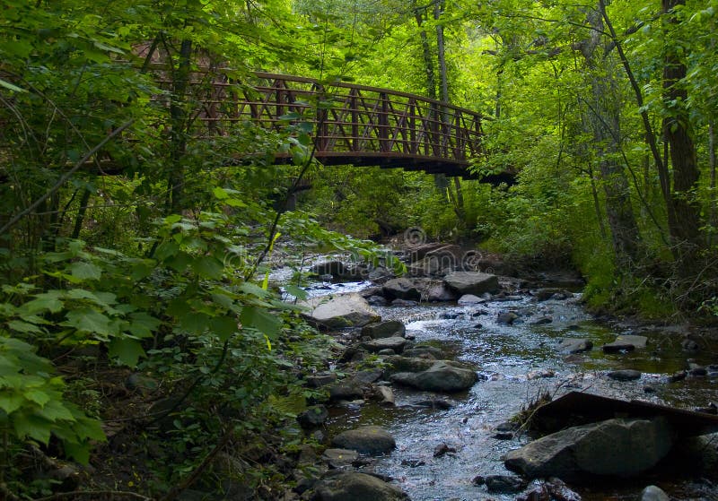 Bridge in a Lush Forest