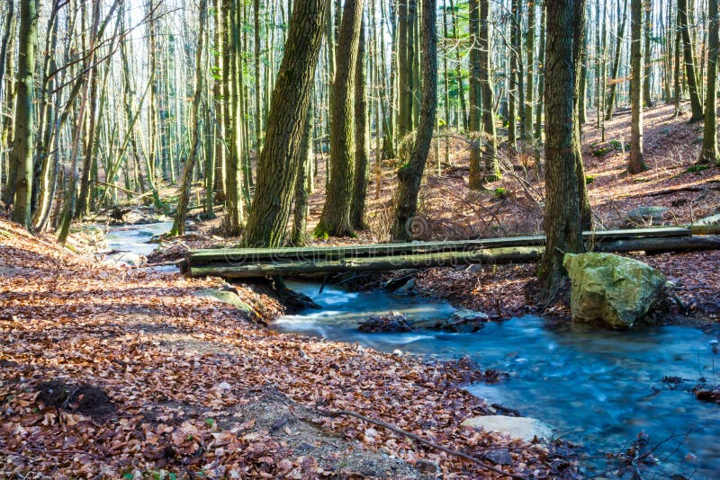 Bridge Over Forest Brook Trout Stock Image Image of leafage, trout