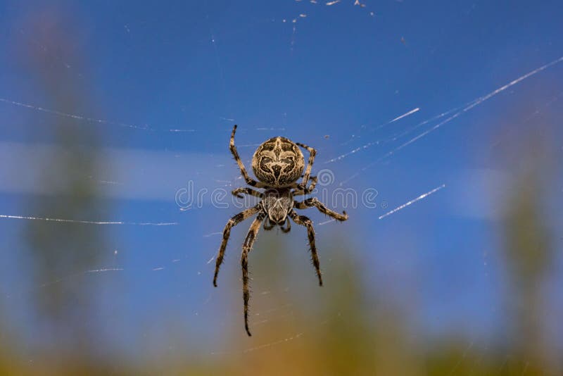 Bridgespider Crawling on the  during the Daytime Stock Image