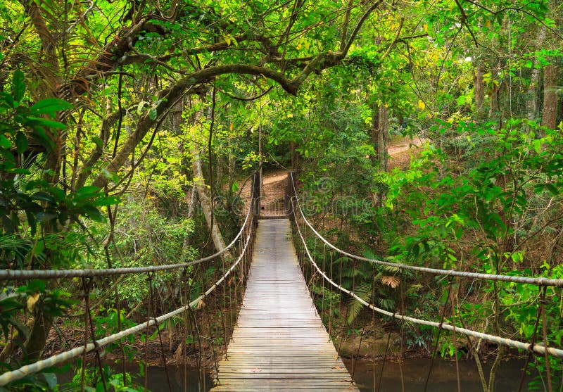 Bridge to the deep jungle stock images Bridge to the deep jungle stock images