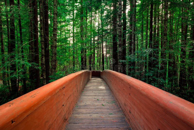 Bridge in the Redwoods stock image. Image of path, nature 21351917