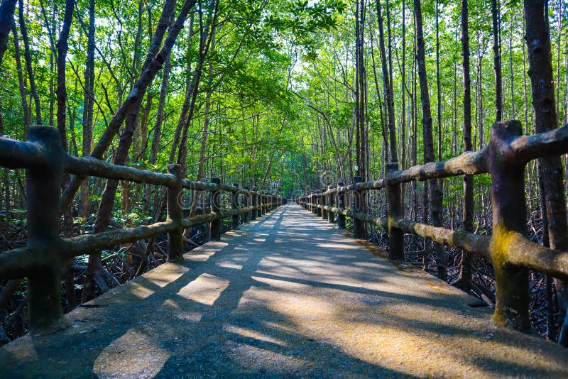 A Bridge Of Walkway Inside Tropical Mangrove Forest Covered By Brown