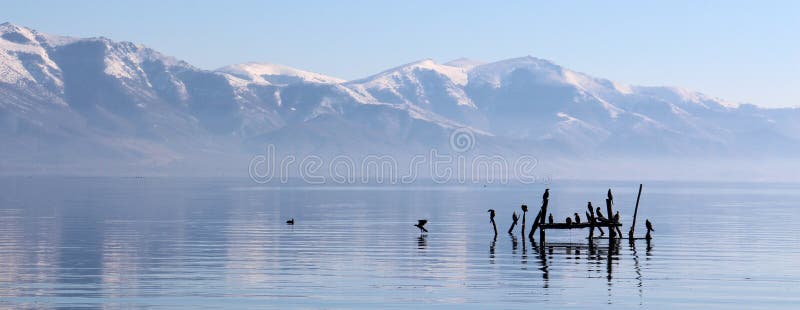 Brids on lake prespa in macedonia in winter