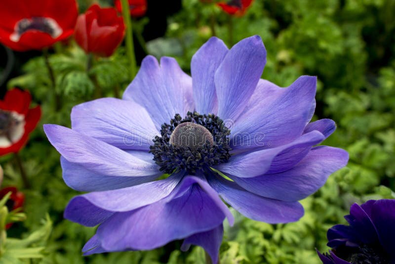 Bright Anemone Flower Closeup. Stock Image Image of bright, rural 30343933