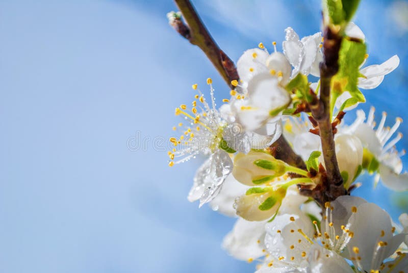 Vibrant Apple Flower in Blossom: Spring Beauty in Nature