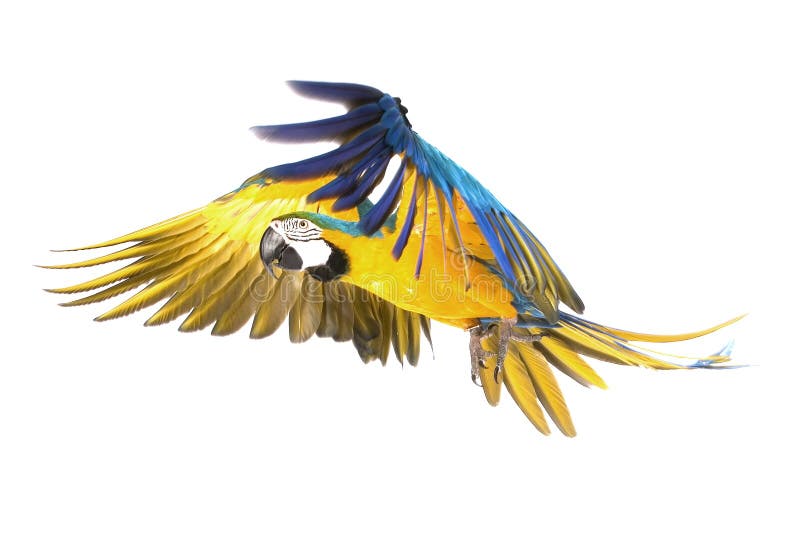 Bright ara parrot flying