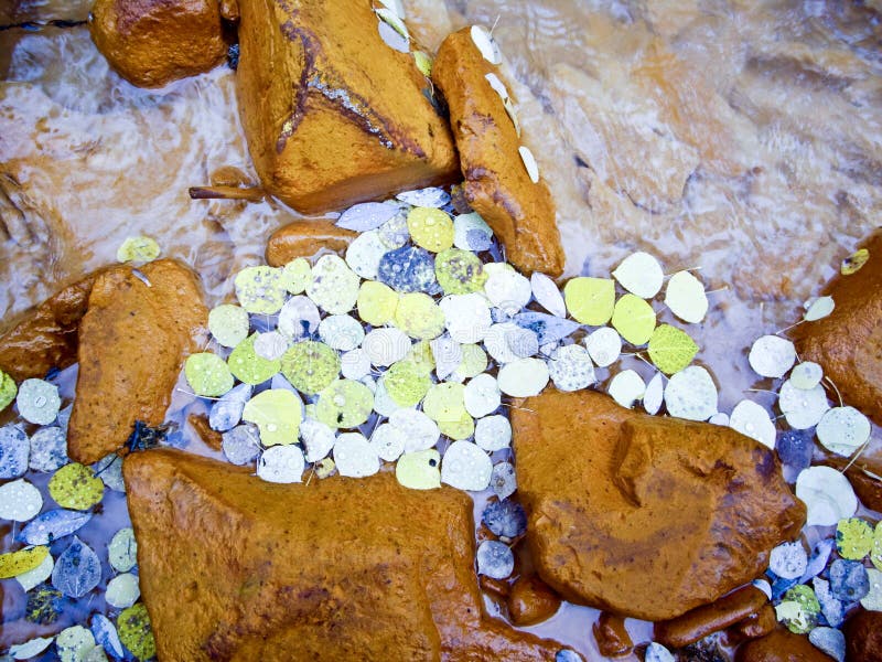 Bright aspen leaves in stream