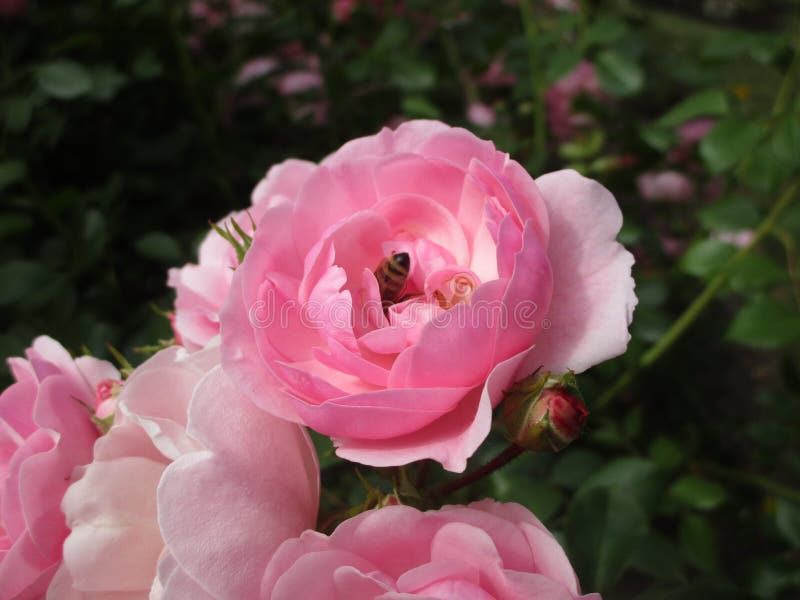 Bright attractive colorful pink Royal Bonica rose rosa flower blooming in July 2021