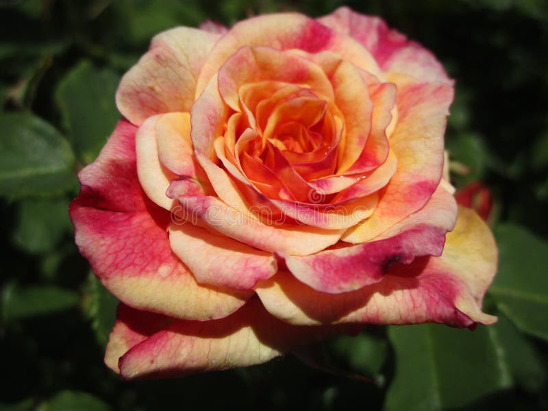 Bright Attractive Nature Red Peach Rose Flower Blooming in Summer Close ...