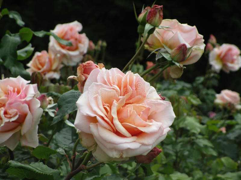 Bright Attractive Peach Color Rose Flowers Blooming in Summer at ...