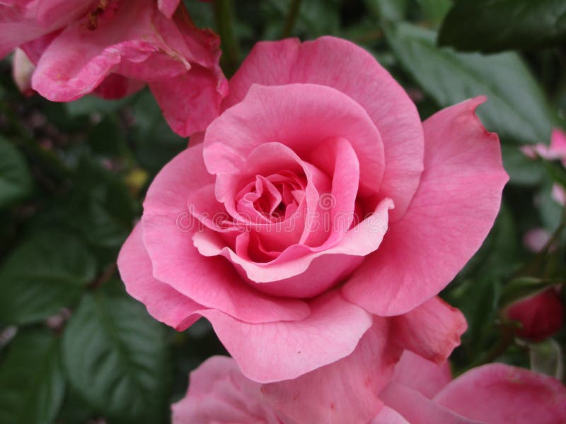 Bright Attractive Pink Rose Blooming at Stanley Park Rose Garden 2019 ...