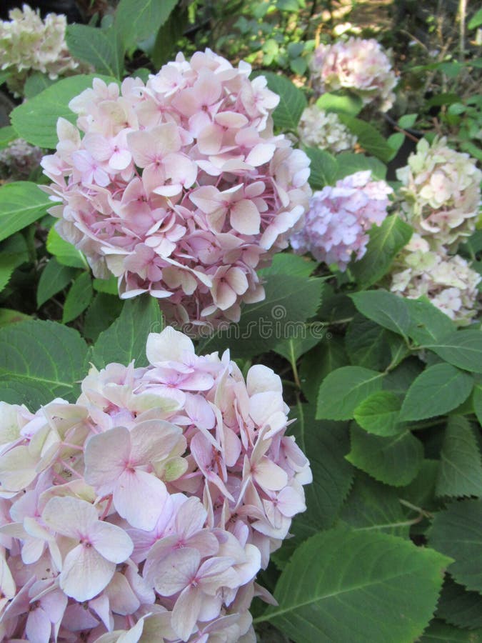 Bright attractive sweet light color hydrangea flowers blooming in mid-summer in a garden 2019 stock image Bright attractive sweet light color hydrangea flowers blooming in mid-summer in a garden 2019 stock image