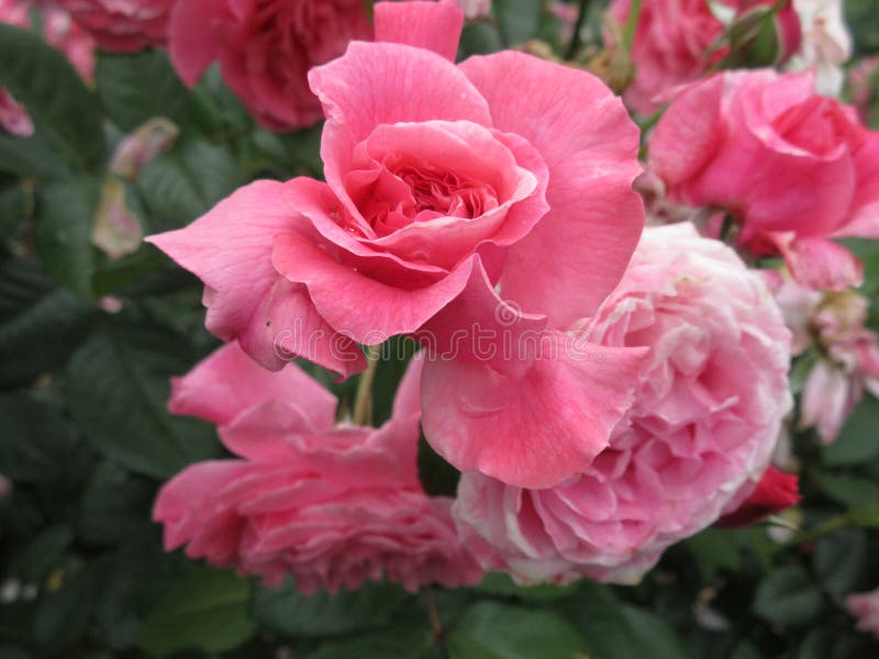 Bright Attractive Colorful Pink Red Rose Rosa Flowers in Summer Close ...