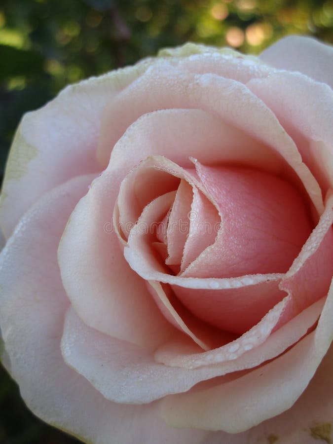 Bright attractive sweet pink rose flower in bloom in Canada 2020