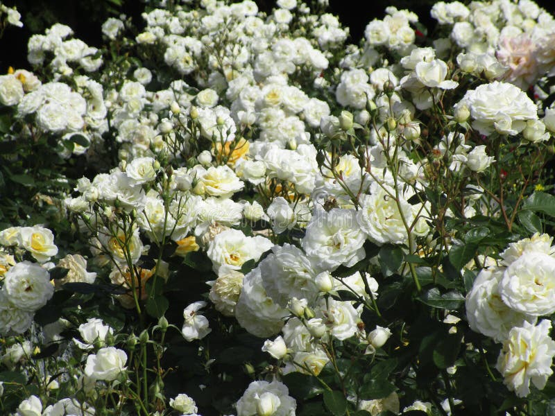 Bright Attractive White Rose Flowers at Queen Elizabeth Park Rose ...