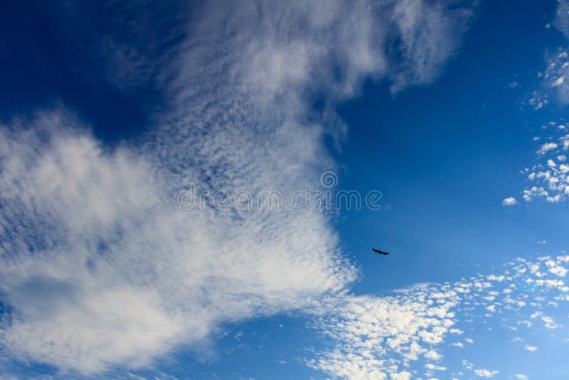 Bright and beatiful blue sky with clouds and bird on a sunny day