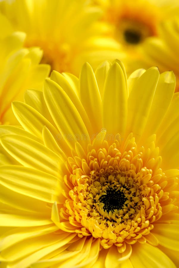 Bright Beautiful Background of Yellow Flowers Stock Image Image of