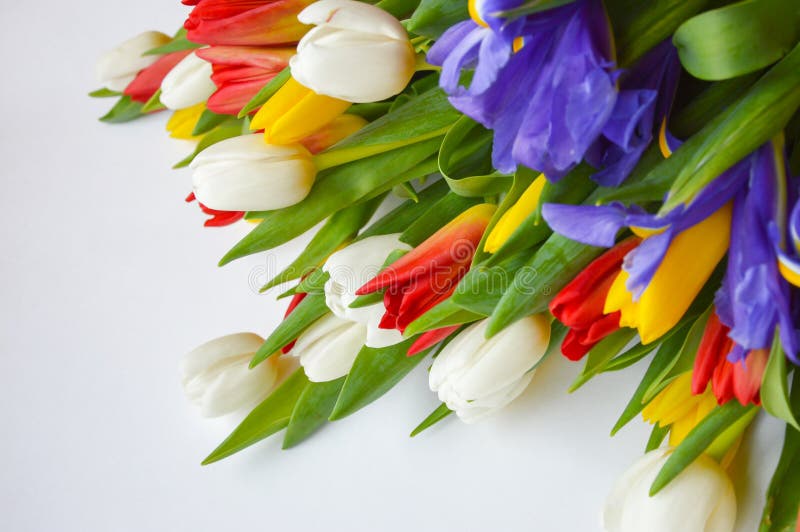 Bright bouquet of tulips . Flowers are white ,red, yellow, and blue.