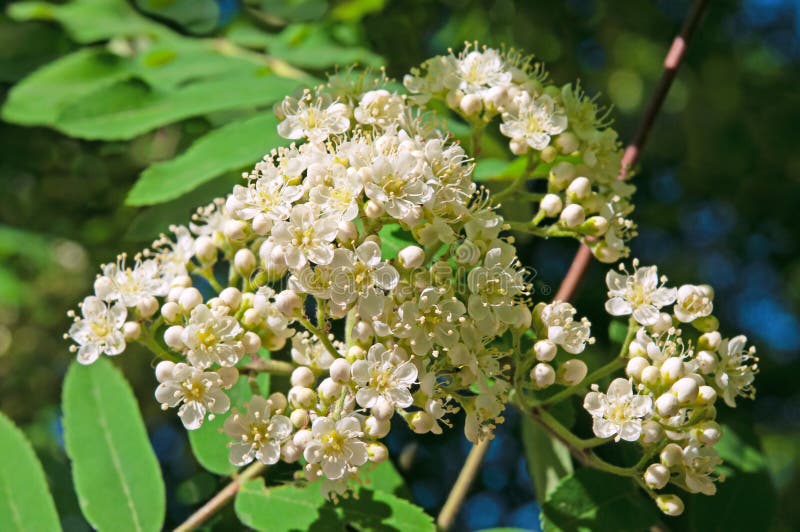 Sorbus Aucuparia Wall Photos - Free & Royalty-Free Stock Photos from ...