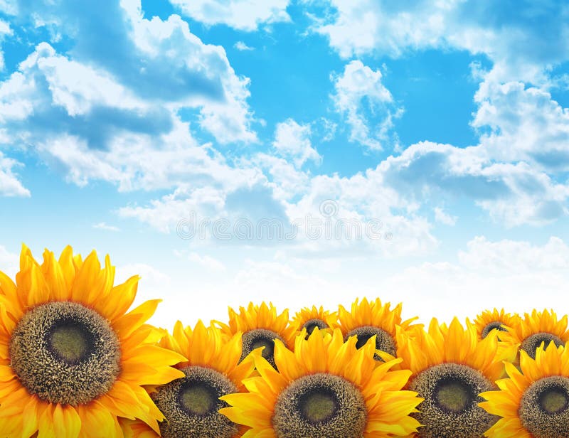 Bright Beautiful Flower Sunflower Background stock image