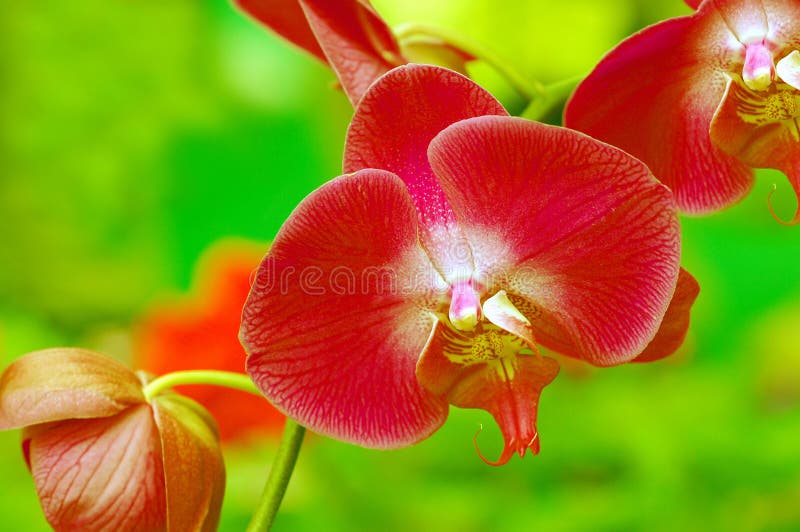 Bright and Beautiful Orchids