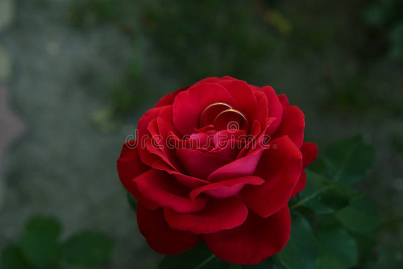 Rose Queen of Flowers in the Garden Stock Photo - Image of bush, stem ...