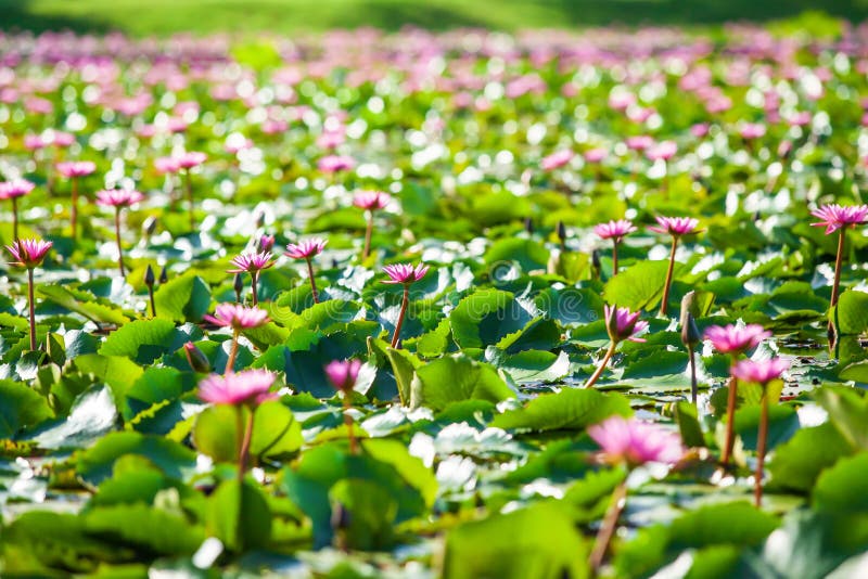 Bright and beautiful scenery of water lilies on a tropical pond, colorful pink water lilies in full bloom, bokeh with blurred royalty free stock images Bright and beautiful scenery of water lilies on a tropical pond, colorful pink water lilies in full bloom, bokeh with blurred royalty free stock images