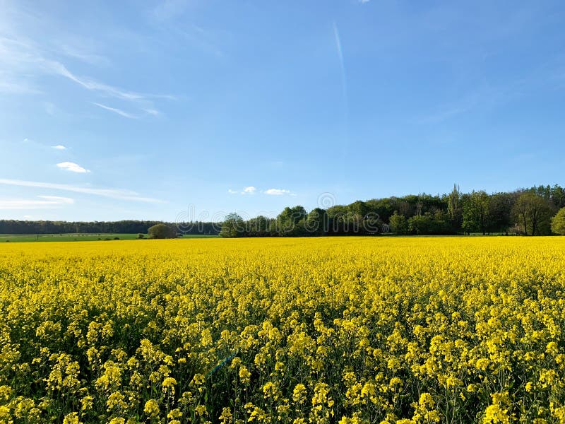 Bright beautiful summer landscape of the countryside and clouds. View of beautiful clouds and a blooming field with flowers in a. Meadow. Mobile photo royalty free stock photos Bright beautiful summer landscape of the countryside and clouds. View of beautiful clouds and a blooming field with flowers in a. Meadow. Mobile photo royalty free stock photos