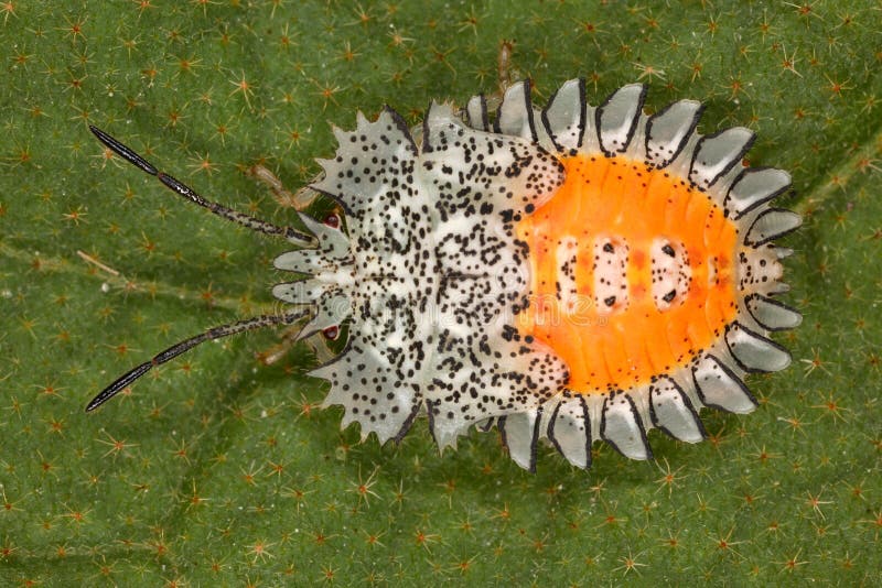 Bright and bizarre bug larva. Fauna of Rain forest of Ecuador (Hemiptera, Heteroptera)