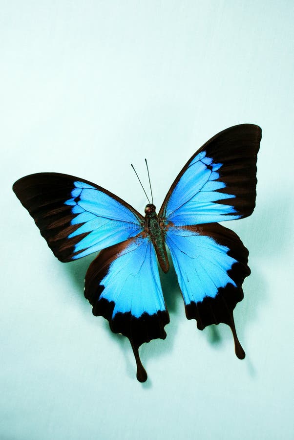 Bright Blue Butterfly stock image. Image of wings, flying 5524329