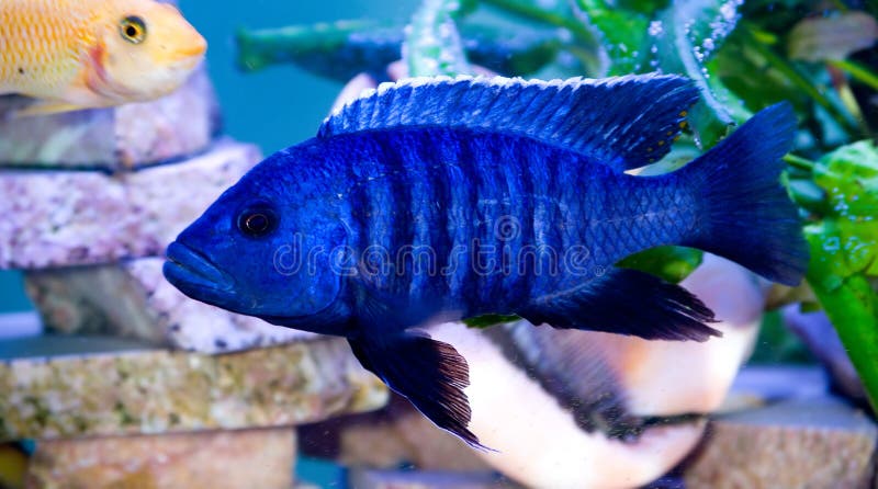 Bright Blue fish stock photo. Image of eyes, haplochromis - 2128486