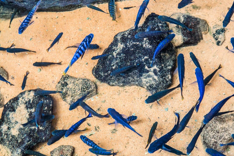 Bright blue fish stock photo. Image of water, streams - 44380766
