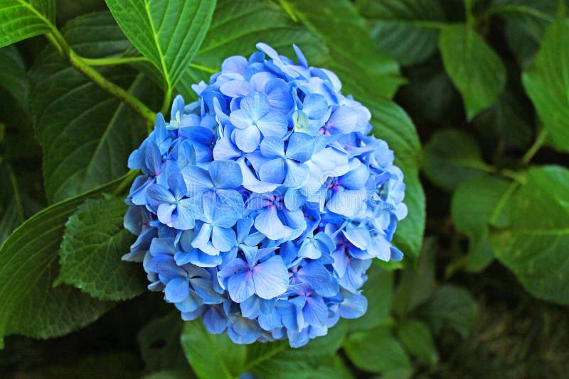 Bright Blue Flower on a Background of Green Foliage Stock Image Image