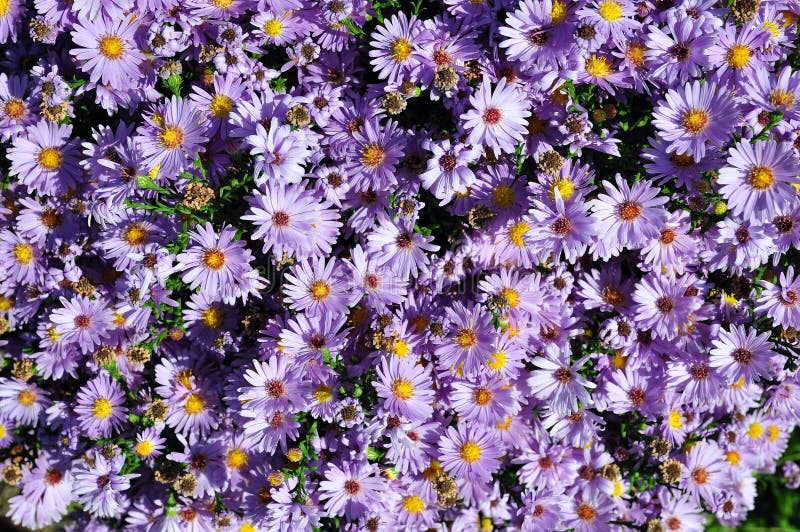 Bright blue flowers royalty free stock image