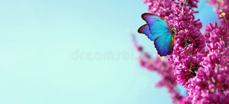 Bright blue morpho butterfly on spring flowers. branch of blossoming sakura against the blue sky. copy space