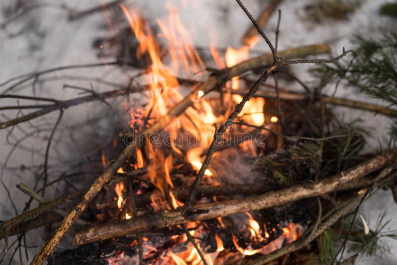 Bonfire of Dry Twigs on the Green Grass. Summer Holiday in Nature. the