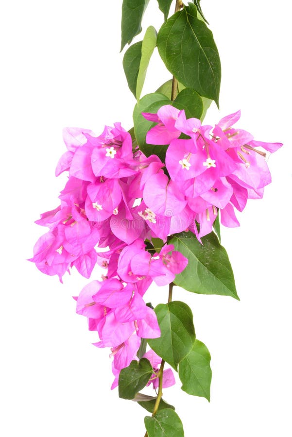 Bright Bougainvillea flowers isolated on white background royalty free stock photography Bright Bougainvillea flowers isolated on white background royalty free stock photography