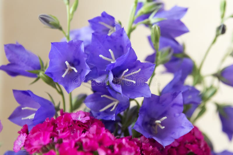 Bright Bouquet of Flowers Blue Bells and Small Carnations Flowers