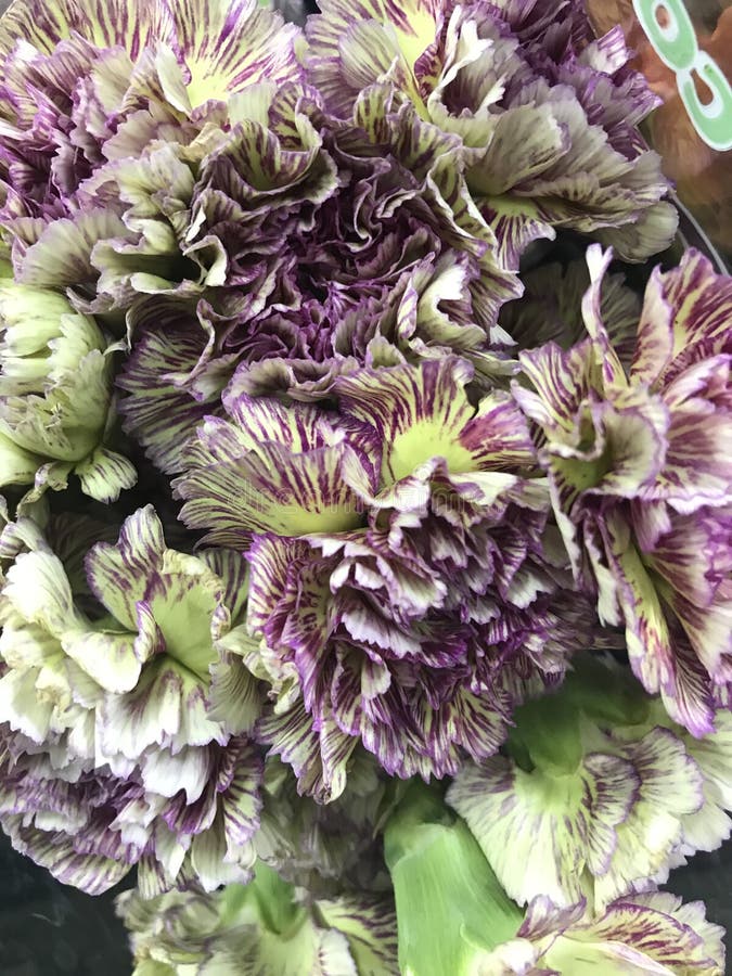 Carnations Purple Stripe 1228 Stock Photo Image of 1228, blossom