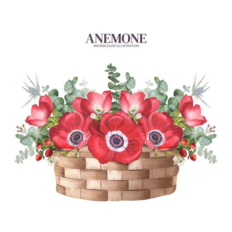 Bright bouquet of red anemone in a wicker basket, eucalyptus, hypericium, bluehead. Watercolor illustration. Floral arrangement with field poppies and greenery for spring banner, cards, flower shops. Bright bouquet of red anemone in a wicker basket, eucalyptus, hypericium, bluehead. Watercolor illustration. Floral arrangement with field poppies and greenery for spring banner, cards, flower shops.