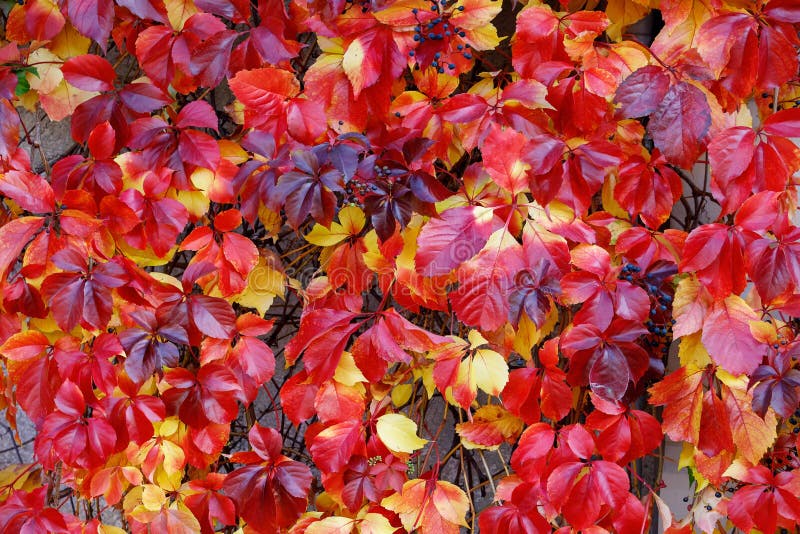 Red and gold Parthenocissus tricuspidata 'Veitchii' or Boston ivy on the facade of a two-story country house. The walls of house are decorated with grape ivy,Japanese ivy or Japanese liana. Red and gold Parthenocissus tricuspidata 'Veitchii' or Boston ivy on the facade of a two-story country house. The walls of house are decorated with grape ivy,Japanese ivy or Japanese liana