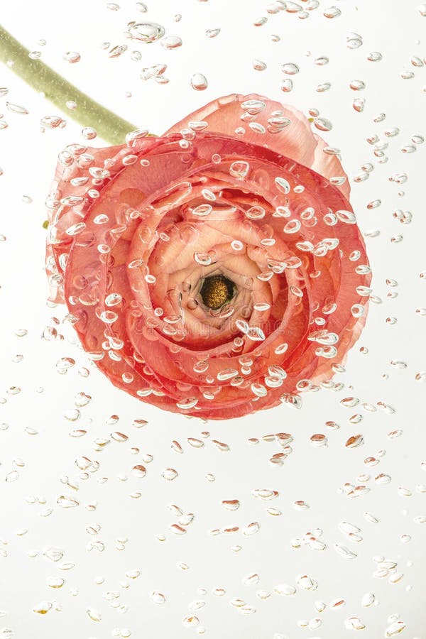 Bright Buttercup Flower in Water Covered with Air Bubbles Stock Image Image of layer, bright