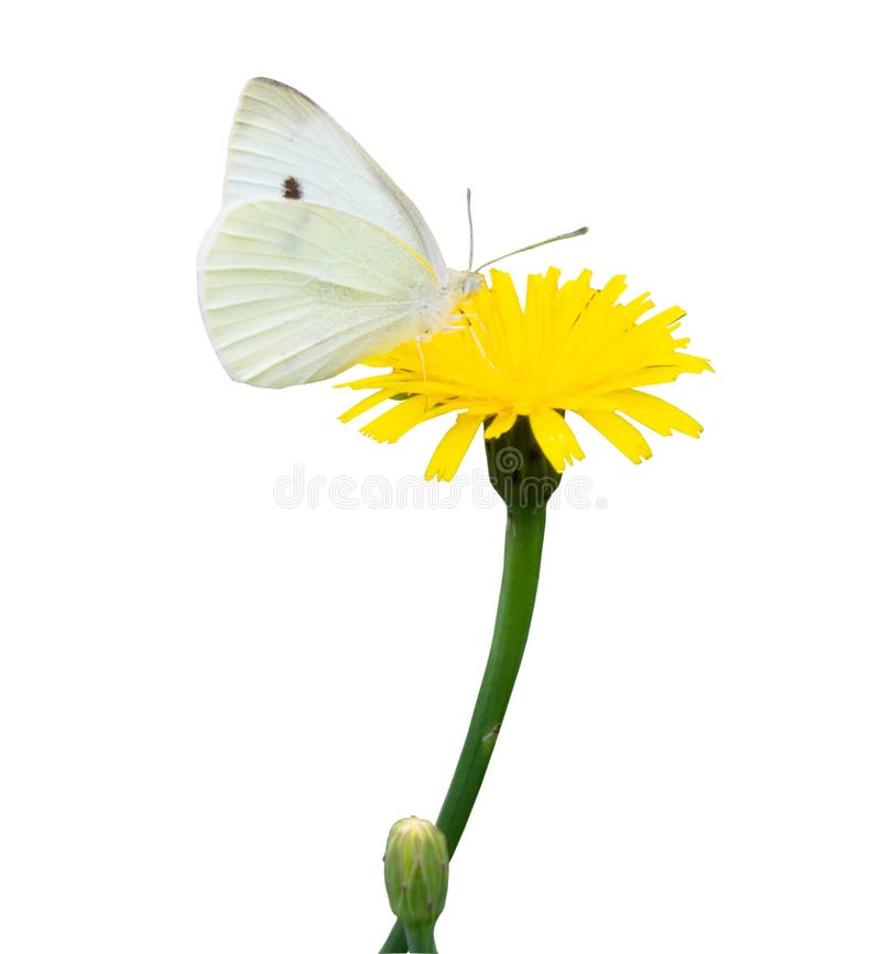 Bright Butterfly Cabbage Butterfly Looking for Nectar on a Yellow